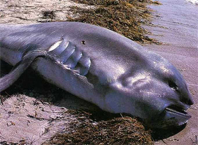 Cá mập miệng rộng Megamouth có cơ thể mềm nhũn, bơi chậm chạp, vây mềm và đuôi không đối xứng. Chúng sống ở dưới sâu vào ban ngày và lên gần bề mặt vào ban đêm, theo sau nguồn thức ăn của chúng.