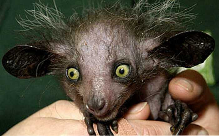 Vượn cáo Aye-Aye là loài linh trưởng duy nhất sử dụng sóng âm tìm kiếm thức ăn, lý giải cho sự xuất hiện của đôi tai dơi quá khổ trên đầu chúng. Ngón giữa dài và xương xẩu sử dụng để bắt côn trùng từ trong thân cây.