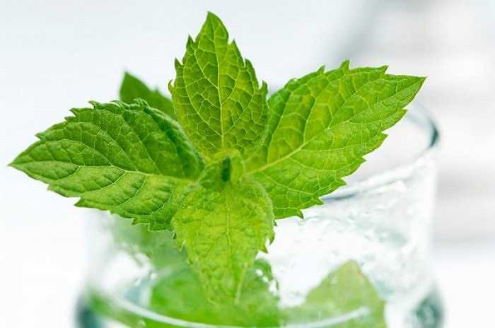 5. Bạc hà (lemon balm) là cách chữa mụn rộp tốt nhất vì có chất tiêu diệt virus herpes gây mụn rộp. Bạn dùng tăm bông thoa trà đã pha lên vết mụn, lở.