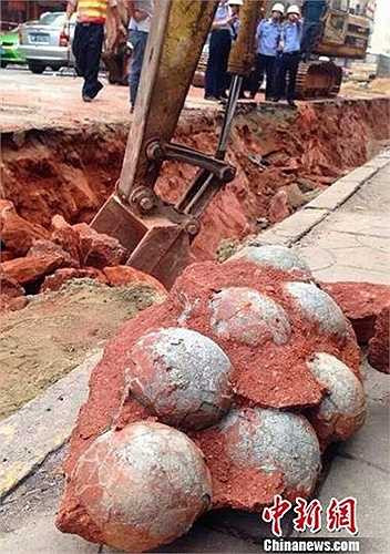 Các công nhân đào được số trứng khủng long này khi đang thi công một con đường.