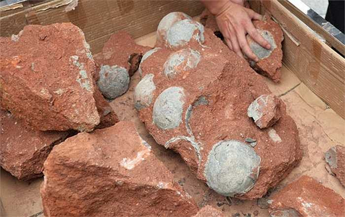 Hà Nguyên được biết đến là quê hương loài khủng long ở Trung Quốc. Bảo tàng này từng được Tổ chức Guiness công nhận có bộ sưu tập trứng khủng long lớn nhất