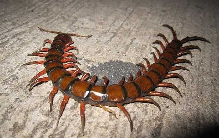 1.Rết khổng lồ. Loài rết này thực sự là một 'quái vật' với chiều dài lên tới 16cm cùng với 23 cái chân ngoe nguẩy. Ngoài ra, rết khổng lồ còn mang trong mình nọc độc gây chết người