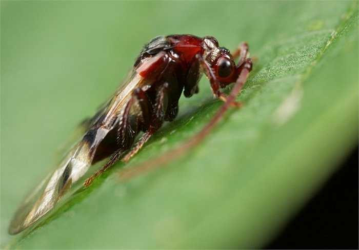 11. Bọ Loboscelidia Wasp. Loài bọ cực hiếm này không nguy hiểm nhưng trông khá dị dạng với hai chiếc sừng dài trên đầu 