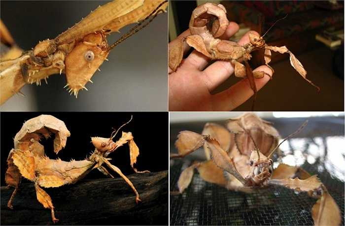 12. Côn trùng lá có gai (Spiny Leaf Insect). Loài vật này có bề ngoài quá lạ lẫm và may mắn là nó không hề gây độc hại đến con người. Nó được nhiều trẻ em ưa chuộng để làm vật nuôi trong gia đình. Tuy nhiên, con vật này khó bắt vì có thể lẩn trốn trong các tán cây một cách dễ dàng