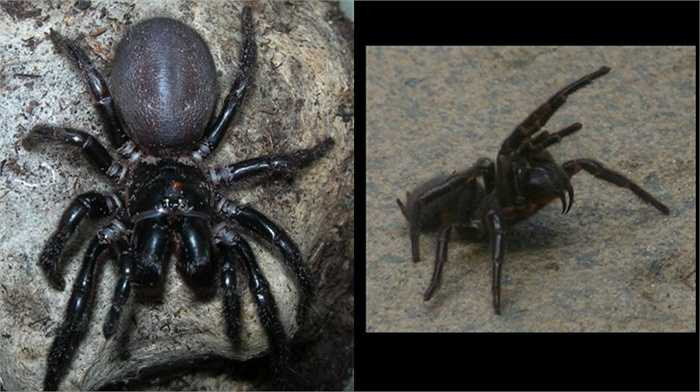 13. Sydney Funnel Web. Loài nhện này được coi là một trong những con vật độc nhất thế giới với nọc có thể giết người nhanh chóng. Đáng lo hơn là môi trường sống ưa thích của nó là khu vực đô thị ở Sydney, Australia