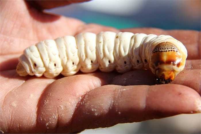 3. Sâu bướm Witchetty Grubs. Mặc dù bề ngoài của loài sâu này khá sần sùi và xấu xí nhưng nó được coi là loại thức ăn vô cùng giàu protein cho mọi người