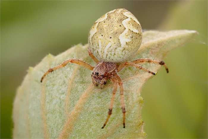 6. Nhện Garden Orb Weaver. Loài vật có bề ngoài vô cùng gớm ghiếc với cái bụng to của nó chứa đầy ruồi, muỗi, côn trùng bị ăn thịt