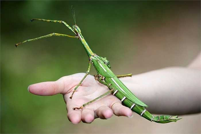 8. Goliath Stick Insect (Côn trùng gậy khổng lồ). Nó là một trong những loài động vật dài nhất thế giới và nó có thể gây cho con người những cảm giác vô cùng khó chịu mặc dù vết cắn của nó không gây nguy hiểm cho con người