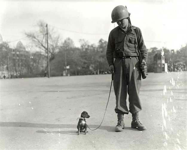 Một binh lính dẫn chó cưng cùng đi dạo.