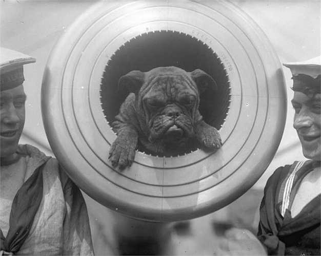 Một chú chó nằm trong nòng đại bác.