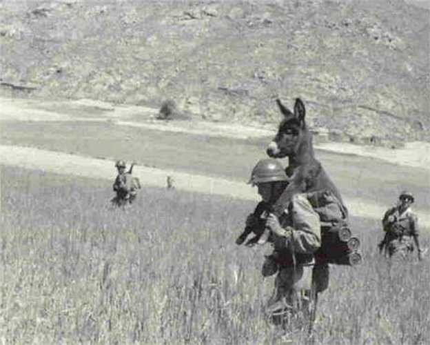 Cõng lừa qua đồng cỏ.