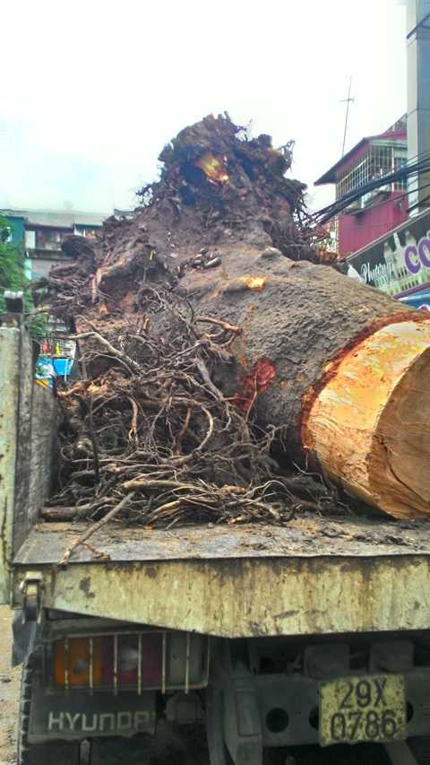 Xà cừ bật gốc trong cơn giông, một nữ sinh gặp nạn