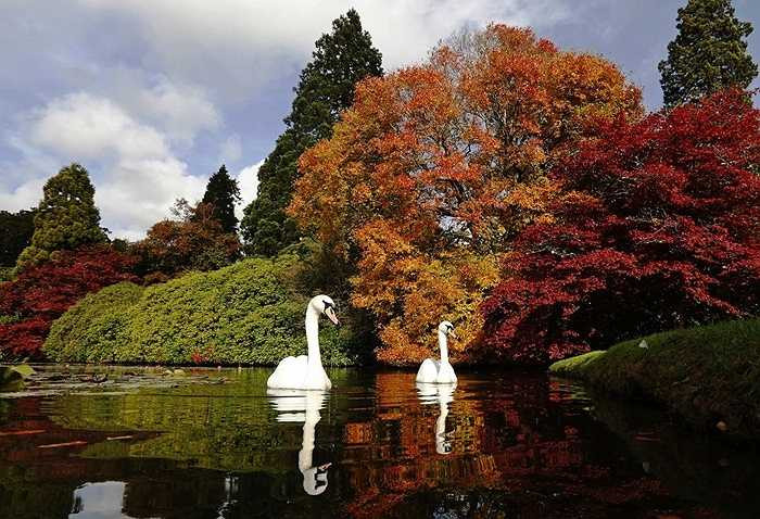 Đàn thiên nga bơi lội tại vườn quốc gia Sheffield Park ở miền Nam nước Anh