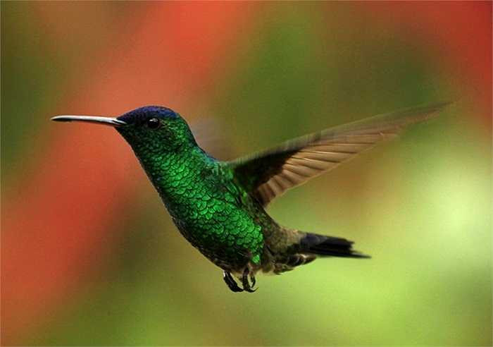 Một chú chim nhiều màu sắc lọt vào ống kính của các nhiếp ảnh gia