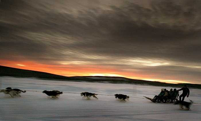 Một đàn chó kéo xe đưa khách du lịch đến thăm vùng phía Bắc Thụy Điển