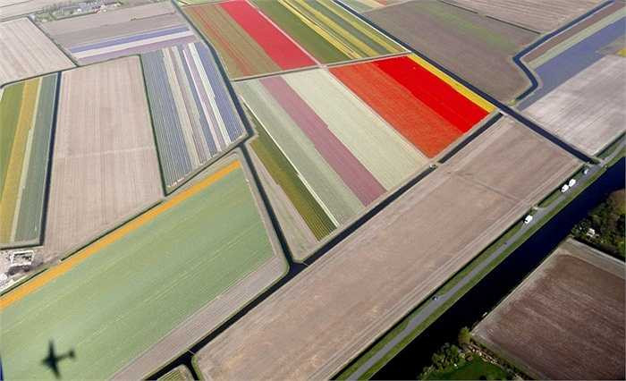 Một trong những ruộng hoa lớn nhất thế giới ở Hà Lan