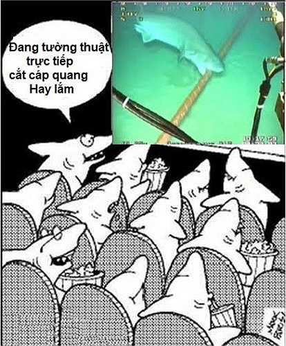 Cá mập xem truyền hình trực tiếp đứt cáp