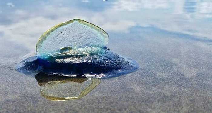 Ban đầu những con sửa này tới biển Oregon, bang Washington rồi đến biển California