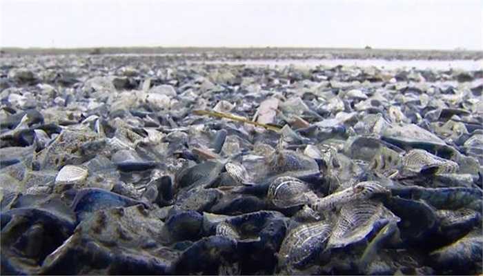 Theo một nhà sinh vật học, những đợt sứa xanh xuất hiện dọc bờ biển thế này từ 3-6 năm/đợt