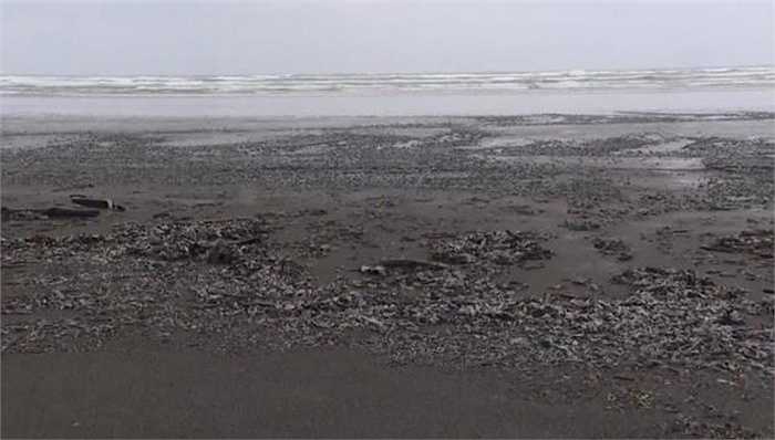 Sứa này không gây dị ứng khi cắn nhưng nếu vô tình chạm lên cơ thể chúng sau đó dụi mắt hoặc đưa lên miệng có thể dị ứng