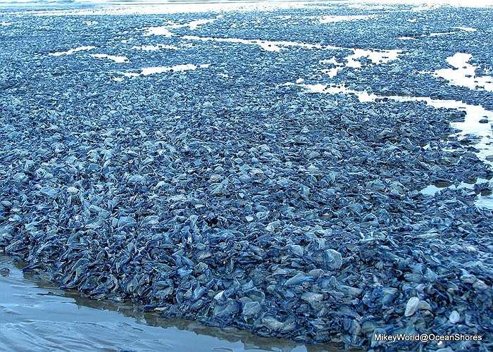 Những con sứa trôi vào bờ biển là do dòng chảy thay đổi. Mỗi lần như vậy chúng dạt vào bờ và chết 