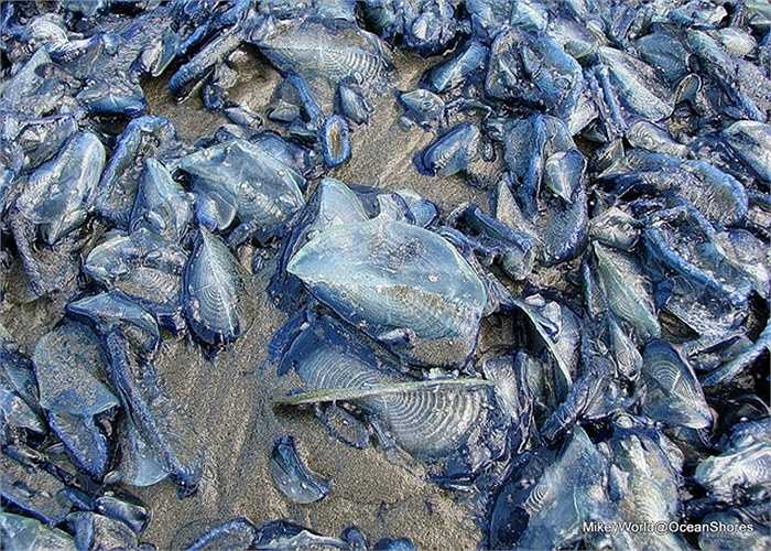 Tháng 8/2014, người Mỹ cũng từng chứng kiến nhiều con sứa xanh chết dạt vào bờ biển Oregon và San Diego