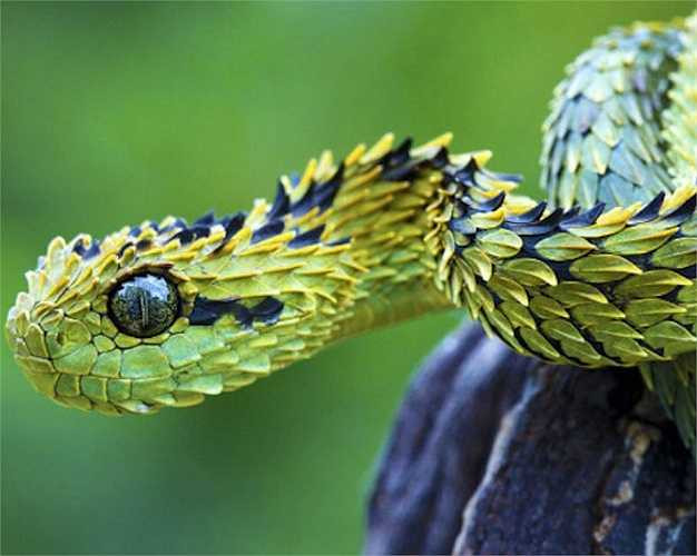 Rắn lục bụi rậm Bush Viper sống trên cây ở các khu rừng nhiệt đới châu Phi, chúng là loại săn mồi vào ban đêm. Trong chúng có vẻ to lớn nhưng thực chất chúng là loài rắn khá nhỏ với chiều dài tối đa chỉ 78cm.