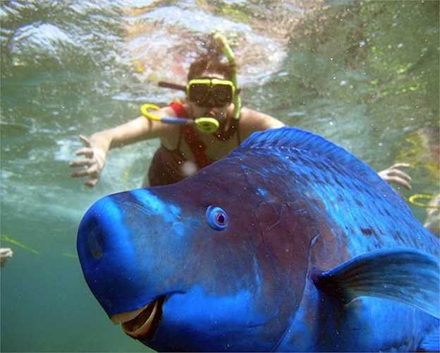 Cá vẹt xanh có chiều dài trung bình khoảng 30-75 cm. Một số cá thể có thể phát triển lên đến 1,2m. Kích thước to lớn như vậy có lẽ vì chúng dành tới 80% thời gian để tìm kiếm thức ăn.