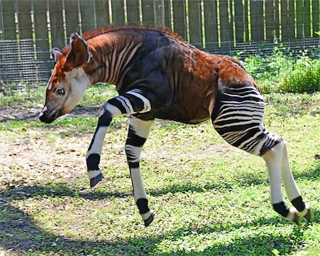 Loài Okapi có liên quan chặt chẽ với hươu cao cổ, ngựa vằn và thậm chí là cả ngựa. Những con Okapi có nguồn gốc và sinh sống tại Cộng hòa Dân chủ Congo, Trung Phi.