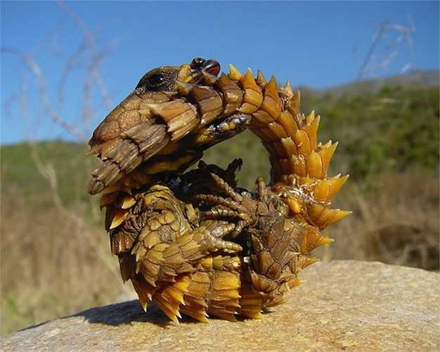 Thorny Dragon là một loài thằn lằn Úc cư trú chủ yếu ở các sa mạc, trông chúng giống như một con rồng nhỏ. Loài thằn lằn này được bao phủ trong lớp gai nhọn để đe dọa kẻ thù. Chúng có thể sống đến 20 năm, nhiều hơn hầu hết các loài thằn lằn khác.