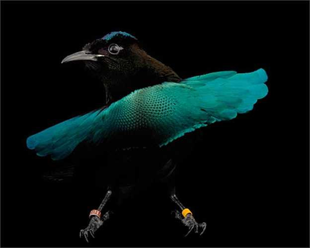 Chim Thiên đường là loài chim đẹp nhất trong các loài chim, chúng có giọng hót rất hay.