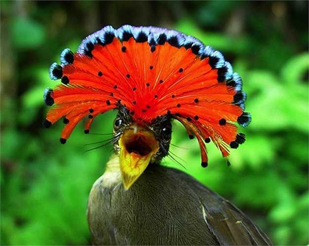 Chim bắt ruồi Hoàng gia Amazon có vẻ ngoài sặc sỡ và diêm dúa như vũ công trong lễ hội Carnival. Chúng có thể ‘phi thân’ từ trên cao xuống đớp mồi hay cắp mồi đi từ một hốc cây. Loài chim này thường làm tổ lơ lửng trên mặt nước, khiến kẻ thù trên cạn, dưới nước khó tiếp cận.