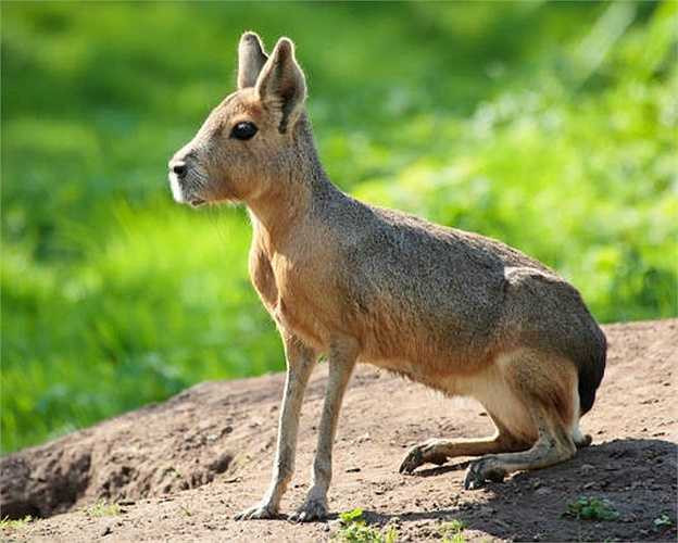Patagonian Mara vừa giống thỏ, lại vừa giống chó nhưng thực ra là loài gặm nhấm đặc hữu của Argentina. Chúng là một loài ăn cỏ hiền lành và sở hữu khả năng chạy khá ‘ổn’.