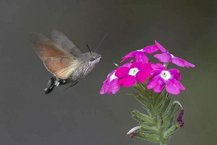 Bướm Hummingbird Hawk-Moth có vẻ là một loài lai giữa chim ruồi, chim ưng và bướm đêm nhưng nó thực chất chúng chỉ là một loài côn trùng nhỏ ăn hoa.
