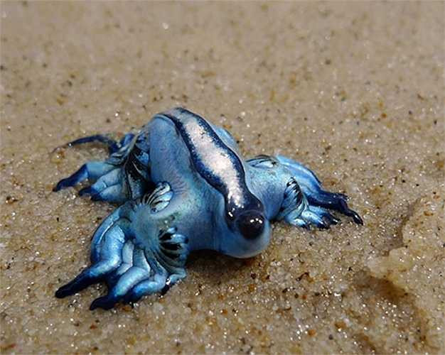 Ốc sên biển xanh sống ở các vùng biển ấm áp và có khả năng nổi trên mặt nước nhờ một túi chứa đầy khí trong dạ dày của nó.