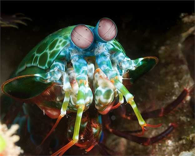 Tôm Mantis là loài săn mồi hung dữ nhất đại dương, phổ biến ở các vùng biển nhiệt đới và cận nhiệt đới.