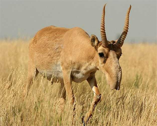Saiga Antelope được biết đến với cái mũi rất bất thường, to quá khổ và có cấu trúc mũi linh hoạt. Loài này đang nằm trong tình trạng cực kỳ nguy cấp, chúng đã hoàn toàn tuyệt chủng ở Trung Quốc và tây nam Mông Cổ.