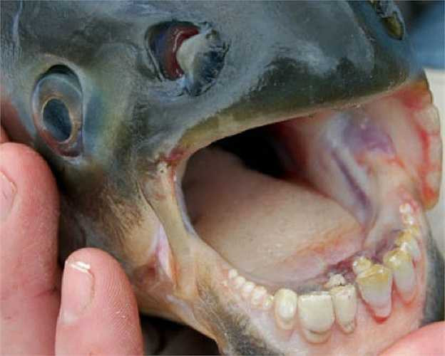 Cá Pacu là loài sinh vật có hàm răng giống người. Chúng khiến nhiều đàn ông khiếp sợ vì có thể cắn đứt tinh hoàn của họ.