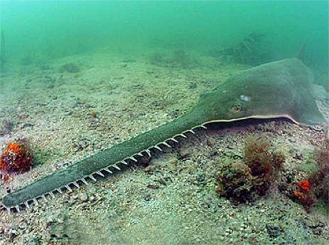 Cá đao răng nhọn có khoảng 17.000 chiếc răng nhỏ mọc tua tủa hai bên trông như gì một chiếc cưa máy.