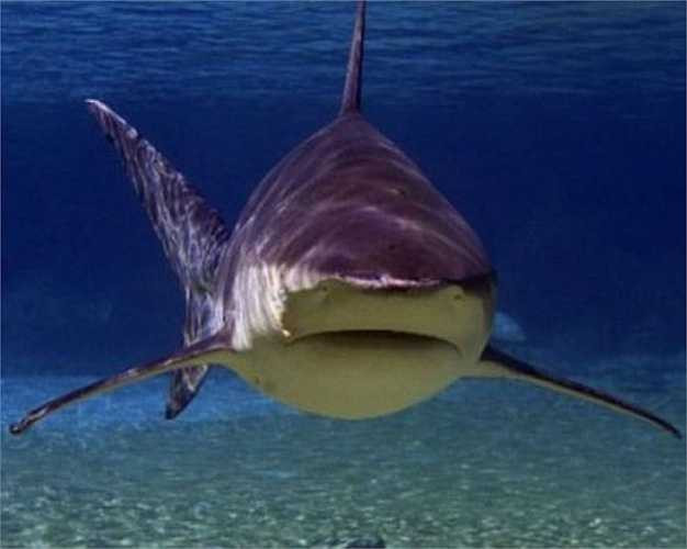 Cá mập bò có chiều dài khoảng 3,3m, nặng 312kg. Giống như các loài cá mập khác, chúng có vô số răng nhọn hình tam giác và bộ hàm rất khỏe với lực cắn lên tới 589kg. Cá mập bò được đánh giá là một trong những loài cá mập nguy hiểm nhất thế giới.