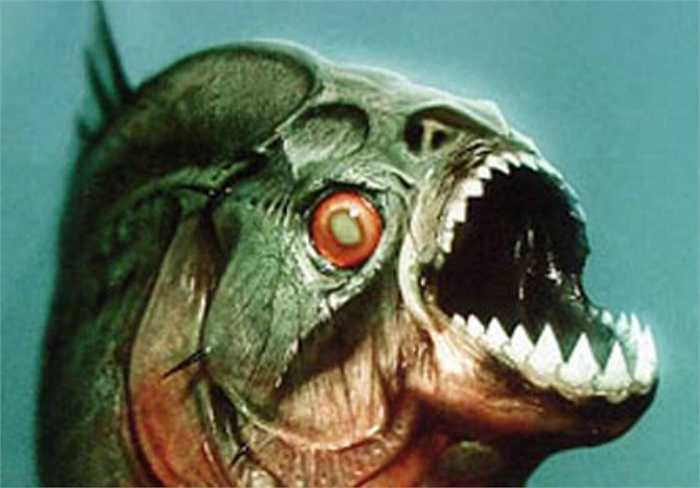 Cá Piranha bụng đỏ có chiều dài khoảng 30cm và bơi thành đàn lớn. Chúng có răng nhọn, các hàm răng đan lồng vào nhau giúp chúng xé thịt con mồi một cách dễ dàng.