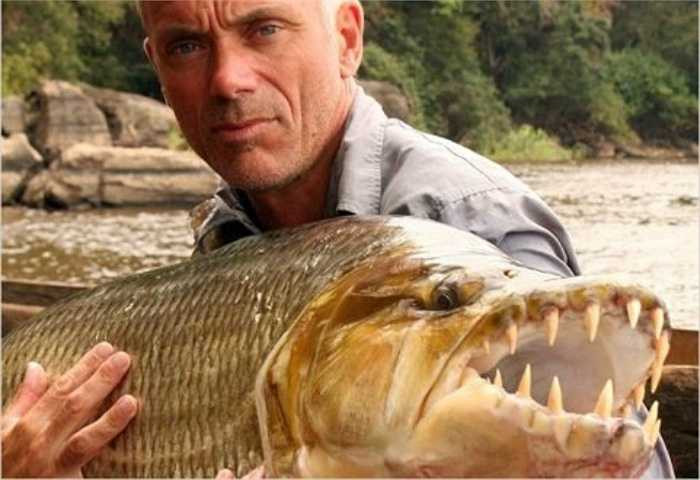 Cá hổ Congo là một trong những loài cá nước ngọt đáng sợ nhất thế giới và là phiên bản nguy hiểm hơn nhiêu so với cá piranha ăn thịt. Cá hổ khổng lồ có đến 32 chiếc răng sắc nhọn có khả năng tấn công con người và cả cá sấu.