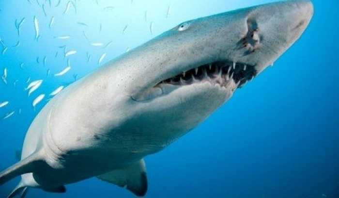 Cá mập hổ được coi là loài nguy hiểm nhất. Chúng thường săn mồi ở những vùng nước nông, khu vực cửa sông và cảng biển.