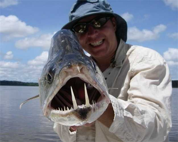 Cá ma cà rồng Payara loài cá săn mồi vô cùng dữ tợn, có khả năng nuốt số lượng cá bằng một nửa kích thước của cơ thể. Hàm dưới của chúng dài 15cm dùng để đâm xuyên qua con mồi sau khi tấn công, hàm trên có những chiếc hố đặc biệt để tránh những chiếc răng nanh tự đâm mình.