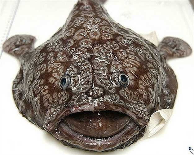 Cá ngỗng Atlantic có vẻ ngoài rất gớm ghiếc, có thể dài tới 1,8m và nặng 32kg. Chúng thường ngụy trang giữa những tảng đá, mũi kiếm đâm thẳng về phía trước để tấn công con mồi. Cá ngỗng có khả năng nuốt chửng con mồi, dạ dày của chúng có kích thước gần bằng cơ thể.