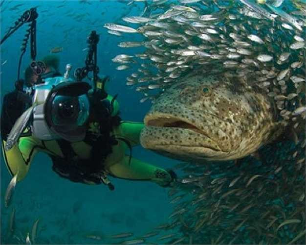 Cá mú Goliath Grouper là loài lớn nhất trong các loài cá mú ở vùng tây bắc Đại tây dương. Nó có thể nặng tới 455kg và dài 2m.