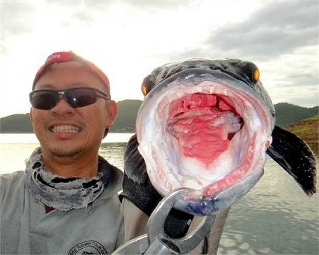 Cá mặt quỷ là loài cá có bộ mặt dữ tơn, bộ răng nhọn hoắt và sắc như dao.