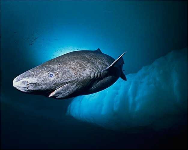 Cá mập Greenland thuộc nhóm các tay bơi chậm nhất đại dương. Mặc dù với tốc độ êm đềm như vậy, loài cá trông có vẻ hài hước này có thể bắt được những con mồi có tốc độ nhanh hơn chúng nhiều.