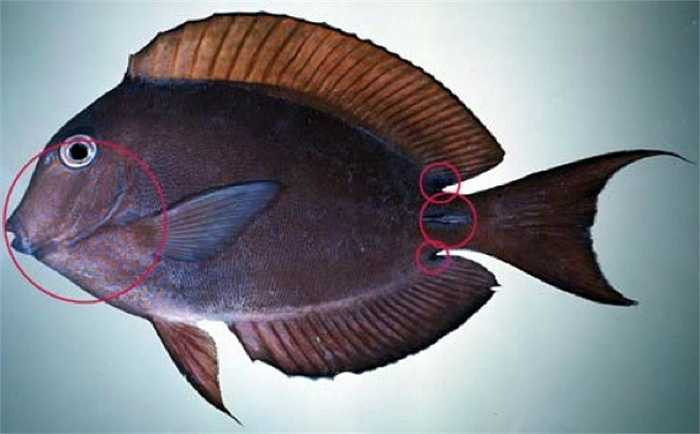 Cá bắp được coi là một trong những loài cá nhiệt đới đẹp nhất, tuy nhiên các thợ lăn chuyên nghiệp cũng được khuyên nên tránh xa loài cá này. Chúng giấu sau đuôi một lưỡi dao sắc nhọn để tấn công bất kì kẻ nào xâm phạm đến lãnh thổ của mình. 