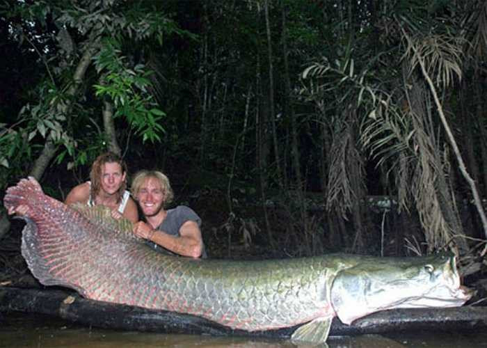 Cá ăn thịt Arapaima có thể dài đến 2,7m và nặng 90kg. Loài cá này hung dữ đến mức lưỡi của chúng cũng có răng. 